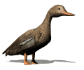 ànec imatges-animades-gif